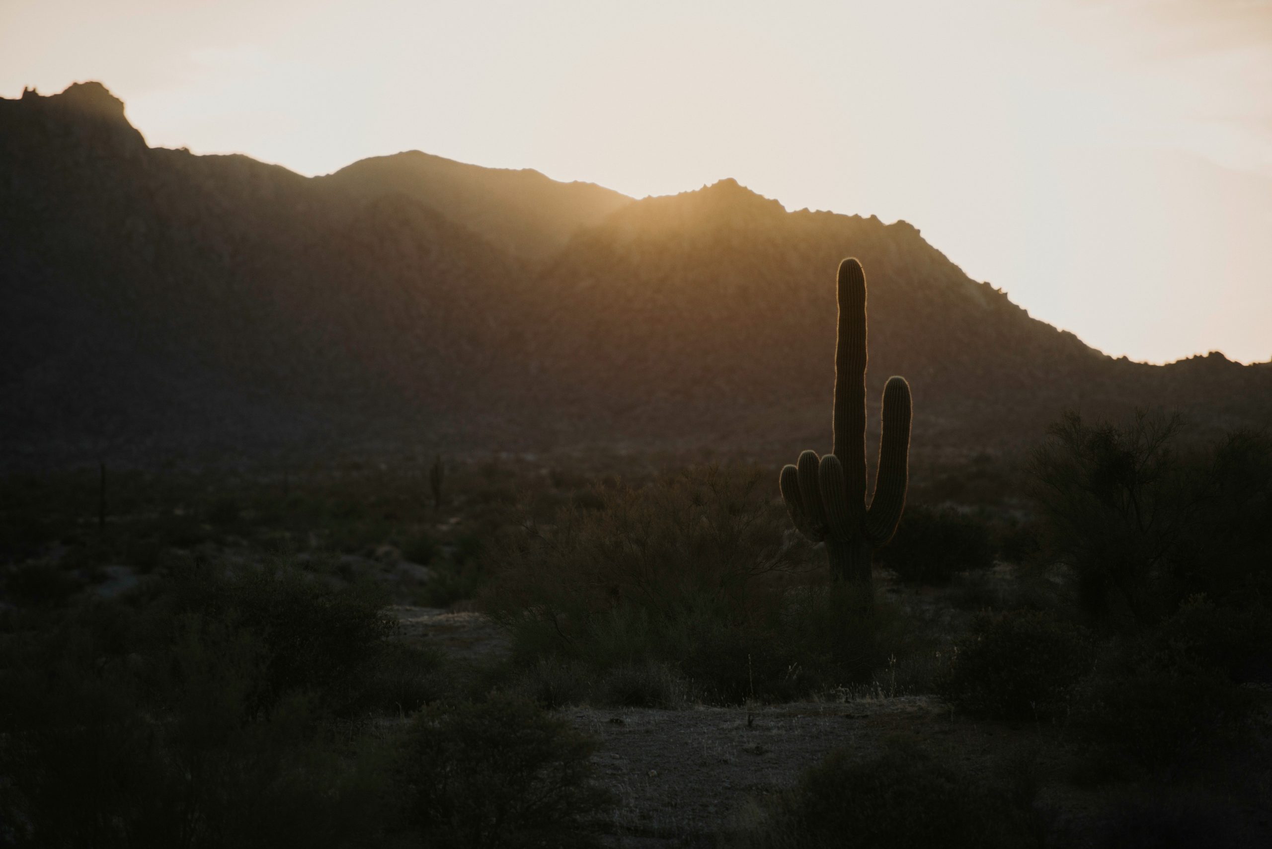 saguaro sunset